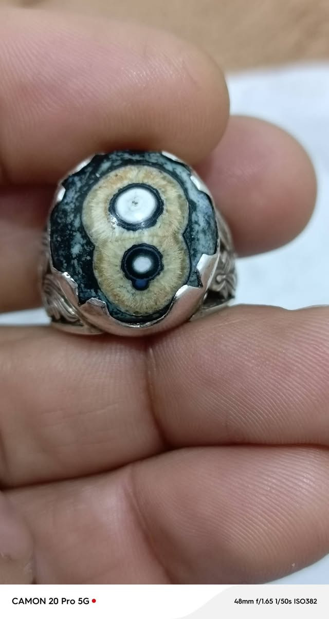 دودي جميل جداً للبيع. 
***********
