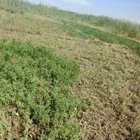 دونم • واجهة ٢٥ • قرب بستان حسين ناصر