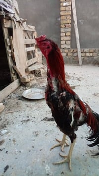 متاح ديج ودجاجه قياس حلو خير من الله الديج غالب شرط اعور راحت عينه بال...