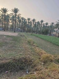 خلف مدرسة العروبة • ٦٠٠متر • طابو زراعي