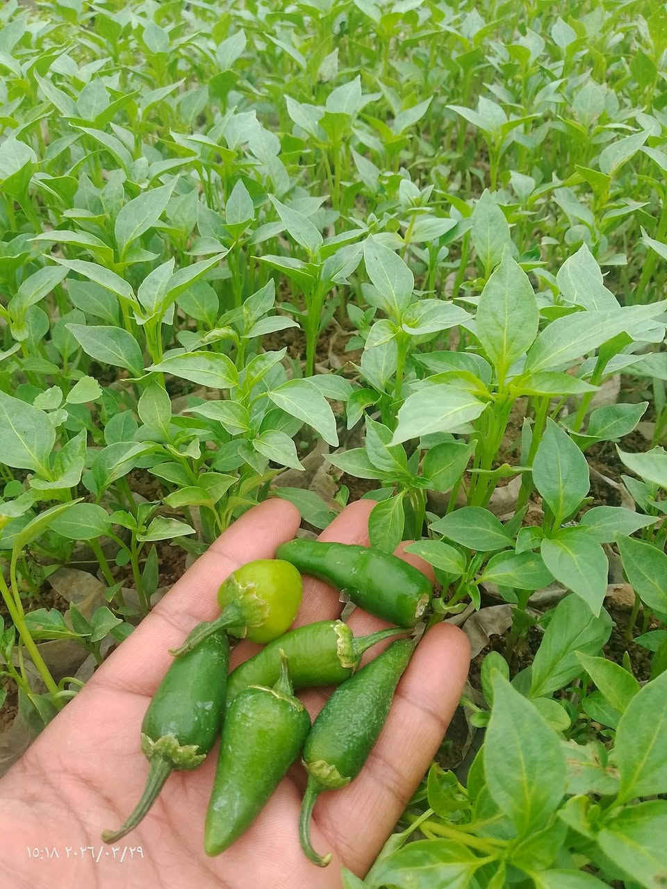 بسم الله الرحمن الرحيم شتل للبيع بيذنجان رافدين مقلف +فليفله مدعبله شعاع+فليفله بورصه جرن الغزال +فليفله حاره +طماطه جيسي حاسبه الصلي+باميه درجه اوله )(المكان ناحية النمرود قرية العباس التواصل )(***********)
