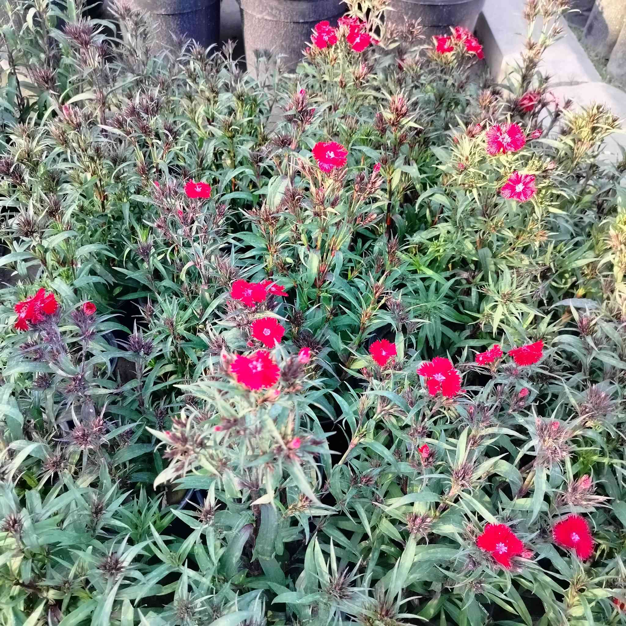 جميع نباتات الزينة متوفرة في مشتل النورين
بغداد العبيدي الشارع العام قرب فلكة حي النصر


**إذا كنت صاحب هذا الإعلان وتريد حذفه لأي سبب، رجاءا أرسل رسالة إلى الدعم الفني**