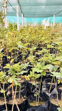 مشتل النجف • شتلات فاكهة • نباتات زينة