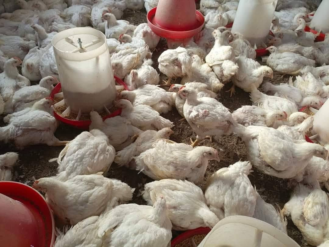 السلام عليكم يوجد دجاج خشن وناعم في محل ابو حسن العبادي سعر الدجاجه اكو 7500 وكو 8500 وكو 9500 الاحرار مقابيل كراج البلديه صدر دجاج الكيلو خمسه افخاذ دجاج افخاذ دجاج الكيلو خمسه اجنحه سعر الكيلو خمسه رقم الهاتف ***********
