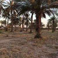 بستان ملك صرف للبيع السلام عليكم  من رخصة الأدمن المحترم دوانم متجاورة...