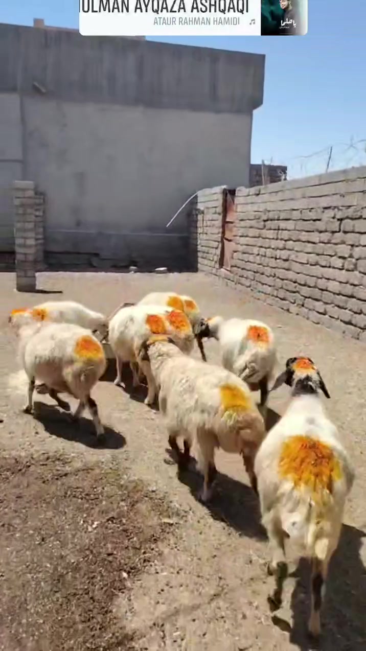 سلام عليكم
يوجد نعاج عشر وبيه محنيه ملات جنيه  سنهن درجه اوله  مراح واحد المكان بيجي حي العصري الشراي يخابرني عله رقم ***********
