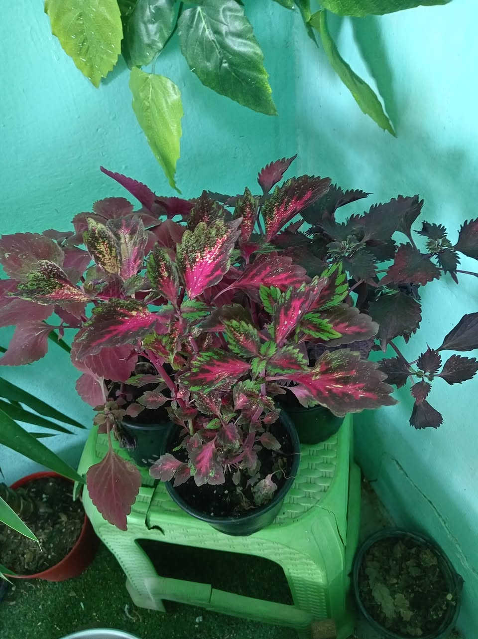 أسعدتم مساء متابعيني الكرام
🎉 تخفيضات بدأيت  السنة الجديده وكل عام وانتم بالف خير   الآن! 🎉
🌲✨ استمتعوا بأجمل الأشجار الضليه الدائميه… وبأسعار غير مسبوقة 
نورتوا المشتل وكل يوم نفاجئكم بالأجمل 🌿✨
اللي يحب الخضار والزرع لا يفوّت هالوجبة وصلت تبارك الرحمن… أسعار حلوة ونباتات أجمل ❤️🌱
متوفر في مشتلنا 🪴
📩 للاستفسار والمراسلة عبر الواتساب:
***********
🚚 خدمة توصيل داخل ناحية الحمزة فقط
🧑‍🌾 ويوجد كادر متخصص للتنظيف والزراعة
📍 العنوان:
بابل – الحمزة الغربي
حي الحسين – قرب عباس برهي للجملة
مقابل مدرسة المكرمه 
💚 زيارتكم تشرفنا ونورتونا بأي وقت

🌿

🌿
