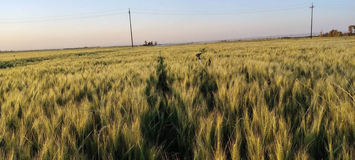 بذور حنطه دجله خير ألماني بنت جيس  فرش او فريز موجود ١٠ طن
سعر طن ٦٥٠ كركوك
***********
