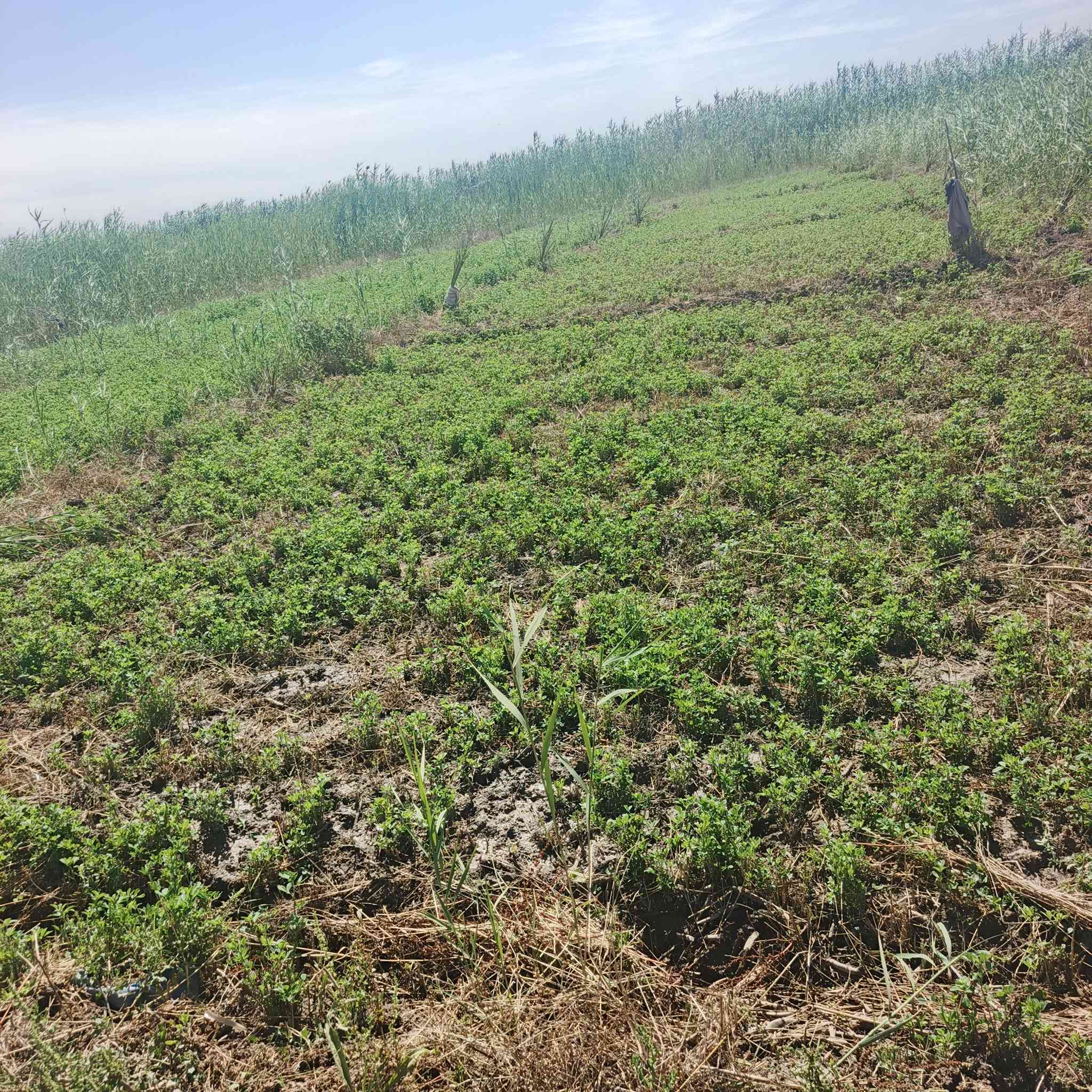 دونم للبيع مساحة واجهيه ٢٥ونزال ١٠٤ يبعد ٨٠٠متر عن جسر قرب بستان حسين ناصر ***********,,***********
