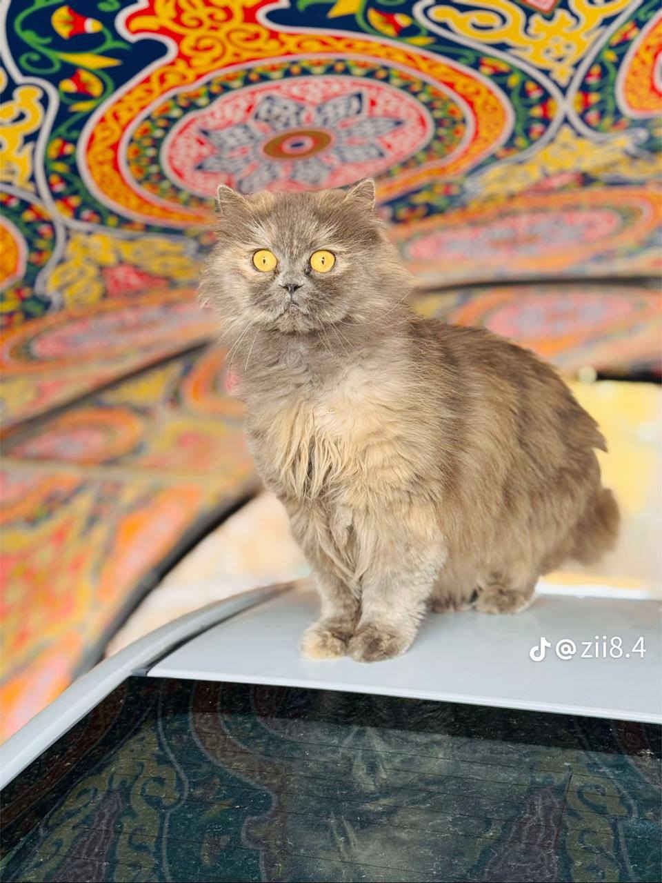 قطه للبيع اصلي شرط اليف 100/100 ملقح شرط السعر 50الف ***********
