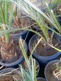 مشتل الزهراء ميسان • تخفيضات • وصل ضمان