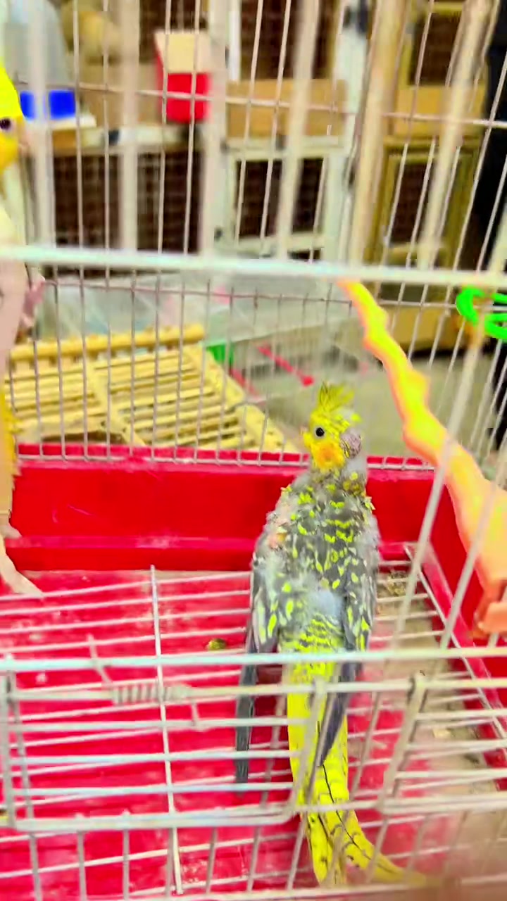 كلشي وسعره ***********
