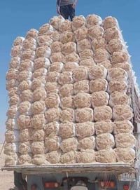 تبن حنطه ابيض • جيس 55 • جيس 60