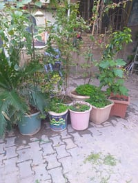 سنادين زرع للبيع  رارنج  جهنميه  ياس  تين  نخل زينه سكايس  ‭0772 637 0...