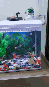 احواض سمك للبيع مع الاسماك(***********)(***********)
