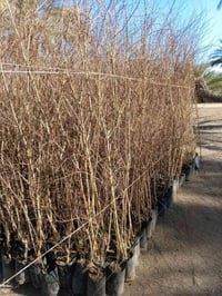 البيزيا خشنه و وسط العلو متر او نص وفوك  عنب اصناف شلاع كميات قمرية كا...