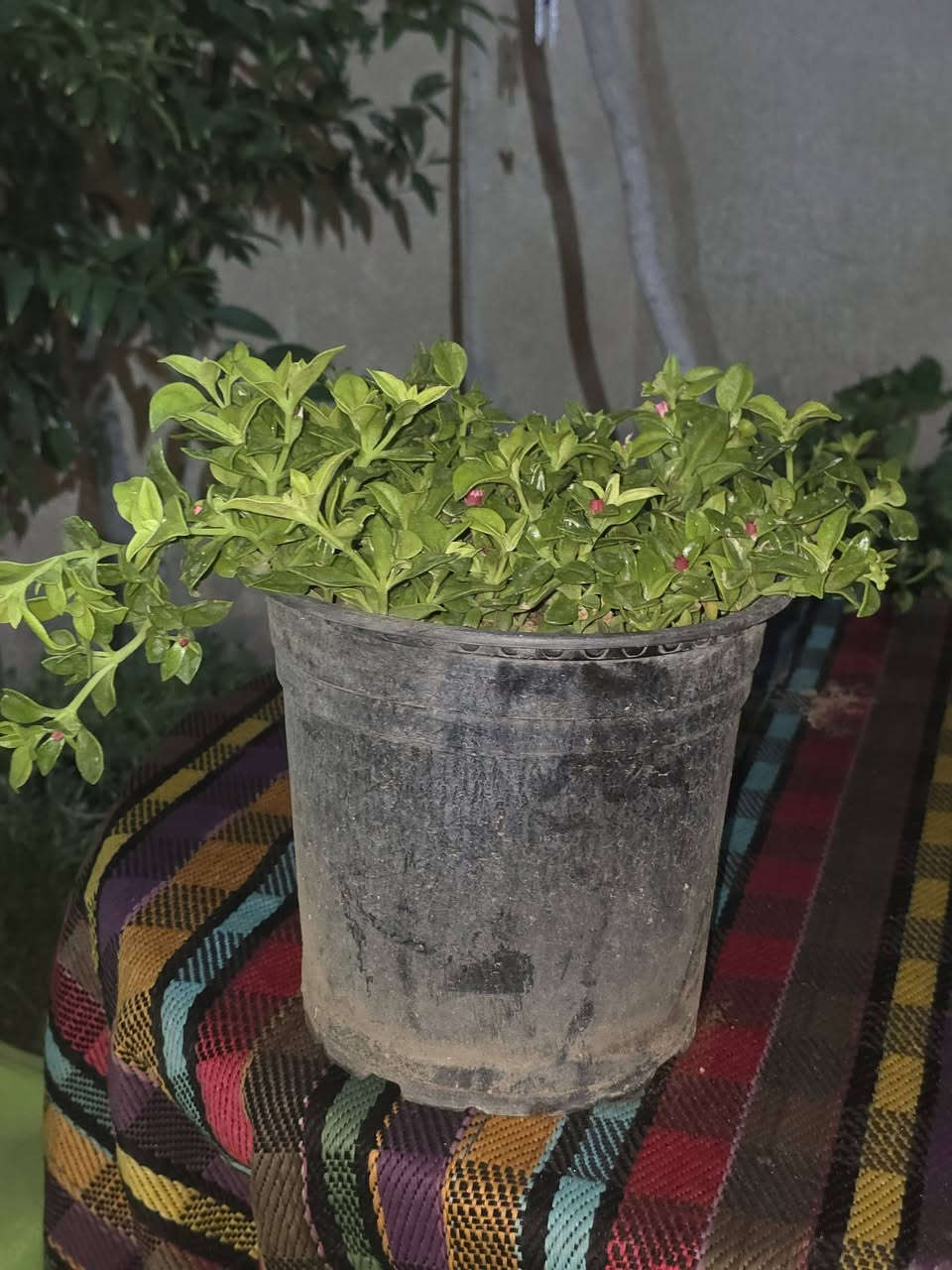 تراجي العروس حجم كبير جدا
سعر السندانه ٥ الف توصيل مجاني 
ويوجد ٢ ب ٥ الف ويوجد ٣ ب ٥ الف توصيل مجاني


**إذا كنت صاحب هذا الإعلان وتريد حذفه لأي سبب، رجاءا أرسل رسالة إلى الدعم الفني**