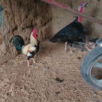 ديوكه • ديج العرب • ديج شيش حايل