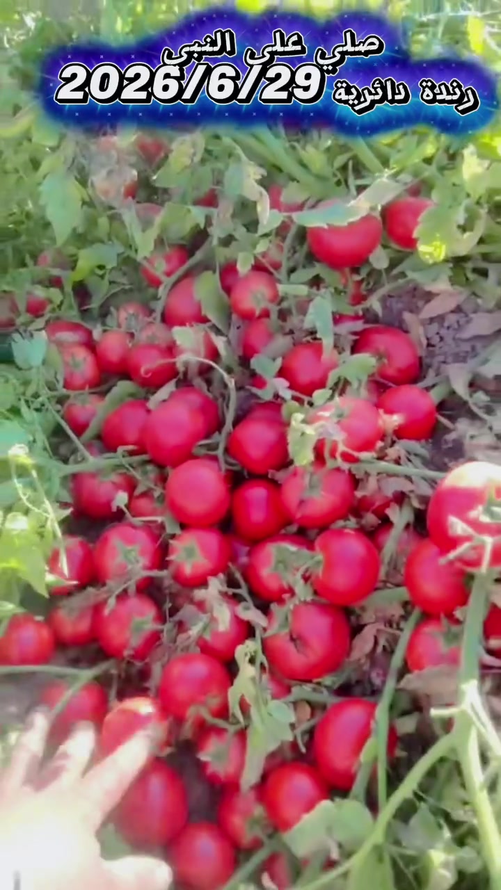رندة دائرية 
شركة خضار الزيتون للتجارة العامة والانتاج الزراعي
Barcelona Seeds


**إذا كنت صاحب هذا الإعلان وتريد حذفه لأي سبب، رجاءا أرسل رسالة إلى الدعم الفني**