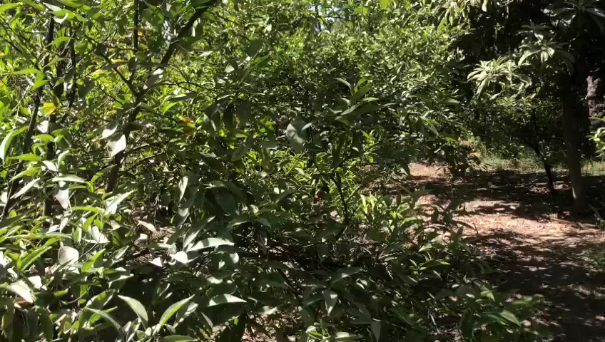 للبيع بستان حجم دونم  الموقع بعقوبه تقاطع الساده منطقه الكريه طابو زراعي قريبه على شارع مقابيلهه البيوت مستقبلهه قطع اراضي تتوزع  سعره ٩٠ وبي مجال الشراي يخابر ***********
