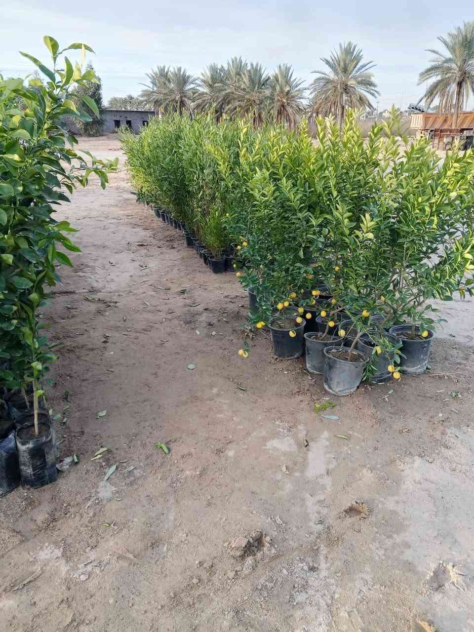 السلام عليكم ورحمة الله وبركاته
مكلف بالنشر 
مشتل الزوية يعود من جديد مع بداية الموسم

العنوان الزوية قرب مفرق المدينة السياحية

*********** واتساب

***********
