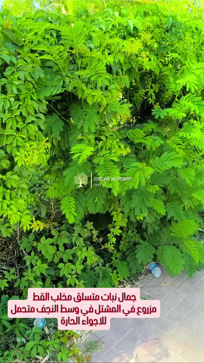 🌿🍁 متوفر متسلق مخلب القط Virginia Creeper (العنب الزيني) 🍁🌿
من أجمل النباتات المتسلقة لتغطية الأسوار والجدران، يتميز بأوراقه الخضراء الكثيفة خلال موسم النمو، ثم تتحول إلى اللون الأحمر القاني في الشتاء لتمنح الحديقة منظراً رائعاً ومميزاً.
✅ سريع النمو وكثيف
✅ مناسب للأسوار والعرائش والجدران
✅ سهل العناية
✅ يتحول لونه إلى الأحمر شتاءً
💰 السعر: 2,000
شتلات حجم صغير 
#العنب_الزيني #VirginiaCreeper #متسلقات #نباتات_زينة #حدائق تنسيق_حدائق شتلات مشاتل زراعة اكسبلور fyp 🍃🍁🌿

📍 زورونا في:
مشتل الأوسكار 🌿
حي الحنانة – شارع نجف / كوفة
(مقابل غرفة تجارة النجف وفريندز كافيه ومطعم شريف – مجاور متنزه الحنانة العائلي)

🪴 نوفر تشكيلة واسعة من:
النباتات الظلية، الخارجية، المستلزمات الزراعية ✨

🕗 أوقات الدوام:
يومياً من 8:30 صباحاً ولغاية 8:00 مساءً

📞 للطلب والاستفسار:
***********
***********

📱 اتصال | واتساب | مراسلة عبر الفيسبوك

💳 متوفر دفع:
زين كاش & ماستر كارد

🚗 خدمة توصيل داخل النجف
🛵 ومتوفر بعض المنتجات الزراعية عبر تطبيق توترز

🌹 أهلاً وسهلاً بكم دائماً في مشتل الأوسكار
مكانكم لكل ما يخص الجمال الطبيعي والديكور الأخضر 🌿
