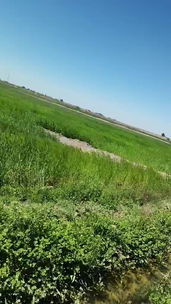 سلام عليكم يوجد شروه اللبيع زرع مساحه تغريبن ٣٥ دونم مكان قضاء النصر على طريق نعوميه قريت المحروت وشراي بخدمته ***********
