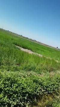 قضاء النصر • ٣٥ دونم • أرض زراعية