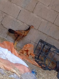 ديج هرتي • للبيع