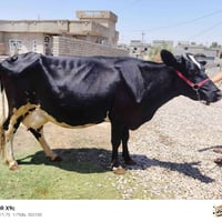 بقرة • حامل ٥أيام • أصلية