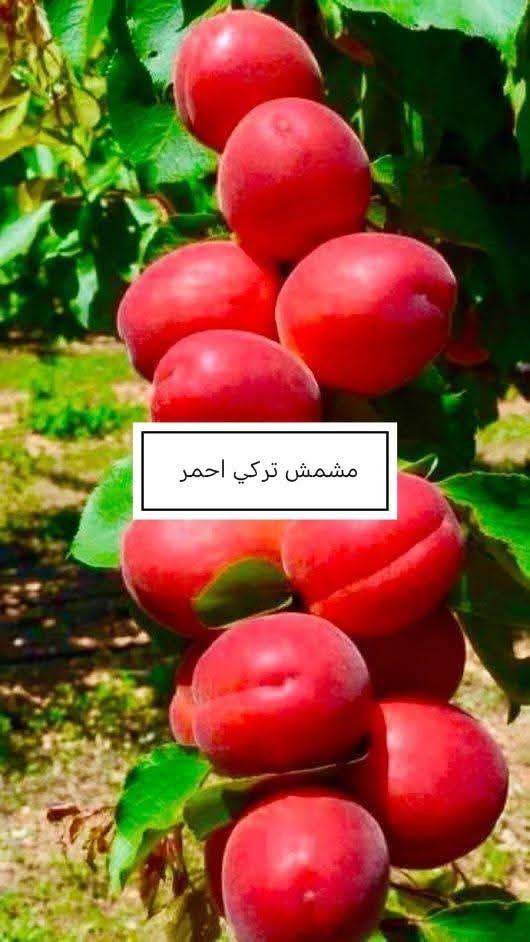 تم افتتاح مشتل الكريعات في الجغيفي الثانيه قرب جامع الواحد الاحد بانسب الاسعار
توفر
لارنجي ١٢٥٠ ارتفاع متر
كابرس ١٠٠٠
ددونيا ١٠٠٠
قلم طوز خشن ١٥٠٠ وجمله ١٠٠٠
جهنمي الوان ٤٠٠٠ 
ورد موسمي ١٠٠٠ 
ورد جوري سلطاني ٣٠٠٠ وب ٢٠٠٠
لالنكي سوبر مترين ب٧ ومتر ونص ب٥ وب٤٠٠٠
نومي حامض عراقي مترين  ب٣٥٠٠ والخشن عمره ٣ سنوات ب١٠٠٠٠
نومي قزمي ب١٠ 
برتقال ياباني قزمي ب١٠ 
برتقال عراقي بالسندان ب٥ وبالكيس ب٤٠٠٠ ارتفاع متر ونص
لنكدنيا خشنه حامله ب١٢
سندي ب٨ 
كرينفوت ب٨ 
لاكاسيا مترين ب٤
البيزيا مترين ب٤
عنب اسود رئاسي خشن ب٨ 
عنب حلواني وكمالي ب٧
نبك تفاحي حامل ب٨ 
تين اسباني اصفر يحمل صيف وشتاء ارتفاع مترين ب ٤
نومي حلو ب٤
نومي بصره ب ٧
تفاح شرابي ابيض ب٢٥٠٠
تفاح مغربي  خد وخد ارتفاع مترين ب٤ 
مشمش احمدي خشن ب٥ 
خوخ احمر خشن ب٥
خوخ كعكي ب٣ 
كوجه بيتنجانيه ب٣ 
كوجه كربلائيه ب٣ 
آلو دموي واحمر واصفر ب٣ 
رمان يمنيي ب٥ 
رمان امريكي ب٥ 
روز ماري ب٢٠٠٠

مشتل الكريعات ...
الجغيفي الثانيه طريق السجر قبل السيطره قرب جامع الواحد الاحد
***********
