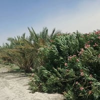 ٩٠ دونم • أكثر من ١٠٠ نخلة • ماء كهرباء