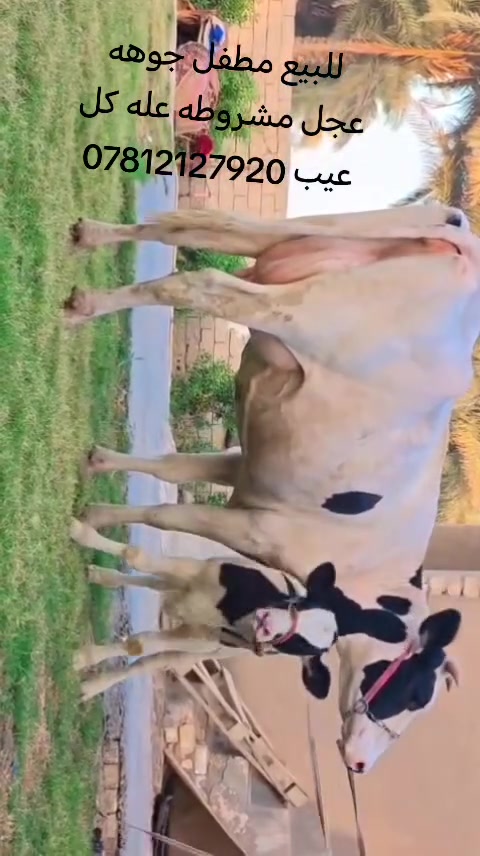 اللبيع مطفل جوهه عجل مشروطه عله كل عيب العنوان بابل الشوملي ***********
