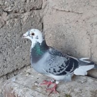 حمامه زاجل • نثيه • خشنة