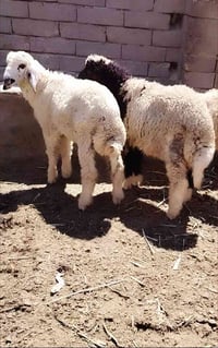 طليان • ذكور ٢ • نثية ١