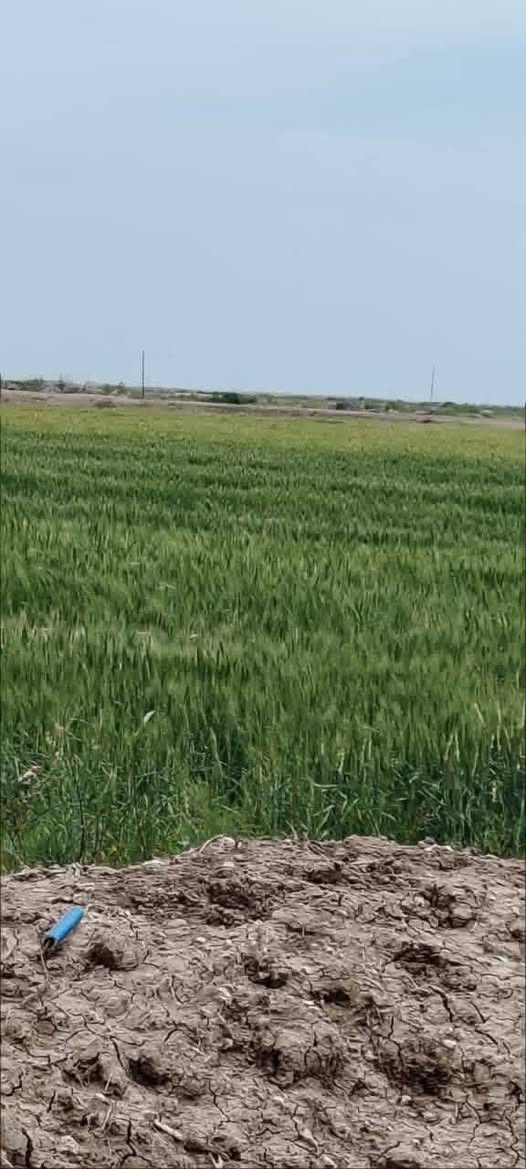 دوانم جميله موقع جيد التاجي ذراع دجلة طابو سند 25 خدمات كاملة ماء اسالة وسقي وكهرباء وسوق مدارس منطقة ريف كلش حلوه الحياة هنا تختلف عيش برفاهيه                (اخذلك دونم 2500 متر او دونمين 5000 متر سعر الدونم 30  مليون ) 
رتب بيهة مزرعه عائليه ترتاح كلش البناء مسموح سوق مدارس كلش حلوه المنطقة وقريبه على بغداد 
اي استفسار بخصوص الدوانم على الرقم ‏‪***********,‬‏ واتساب 🌴🌴
