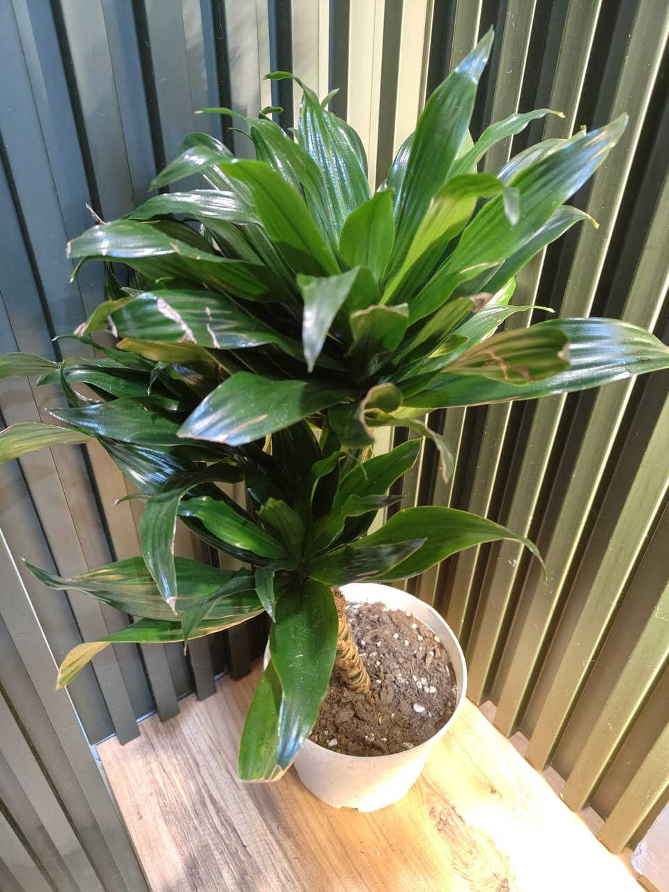 وجبة جديدة من النباتات الهولندية المتوفرة لدينا وباسعار مناسبة ان شاء الله 
كل نبات ومذكور تحته الاسم والسعر
للحجز والطلب مراسلة الصفحة او التواصل على رقم الواتس اب ***********

مكاني موصل حي السكر قرب جامع الرحمة 
يوجد توصيل داخل الموصل ولجميع محافظات العراق 

#برعم_للنباتات
#احلى_هدية
#نباتات_داخلية
#نباتات_ترند
#برعم_موصل
