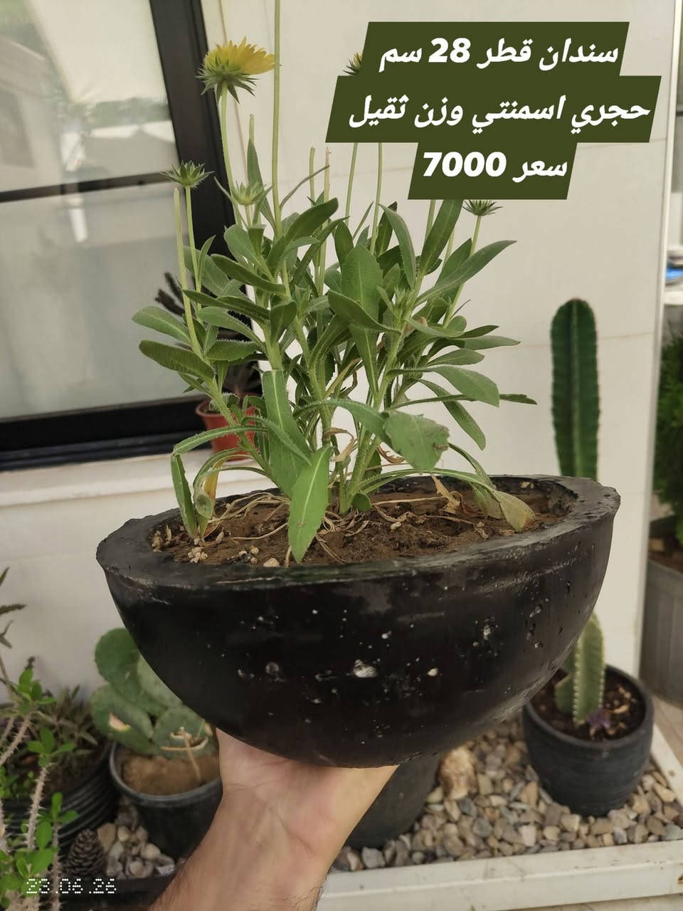 نباتات ظلية خارجي وداخلي للبيع مع سندانه اسمنتية وزن ثقيل ضد الكسر
يوجد توصيل داخل اربيل


**إذا كنت صاحب هذا الإعلان وتريد حذفه لأي سبب، رجاءا أرسل رسالة إلى الدعم الفني**