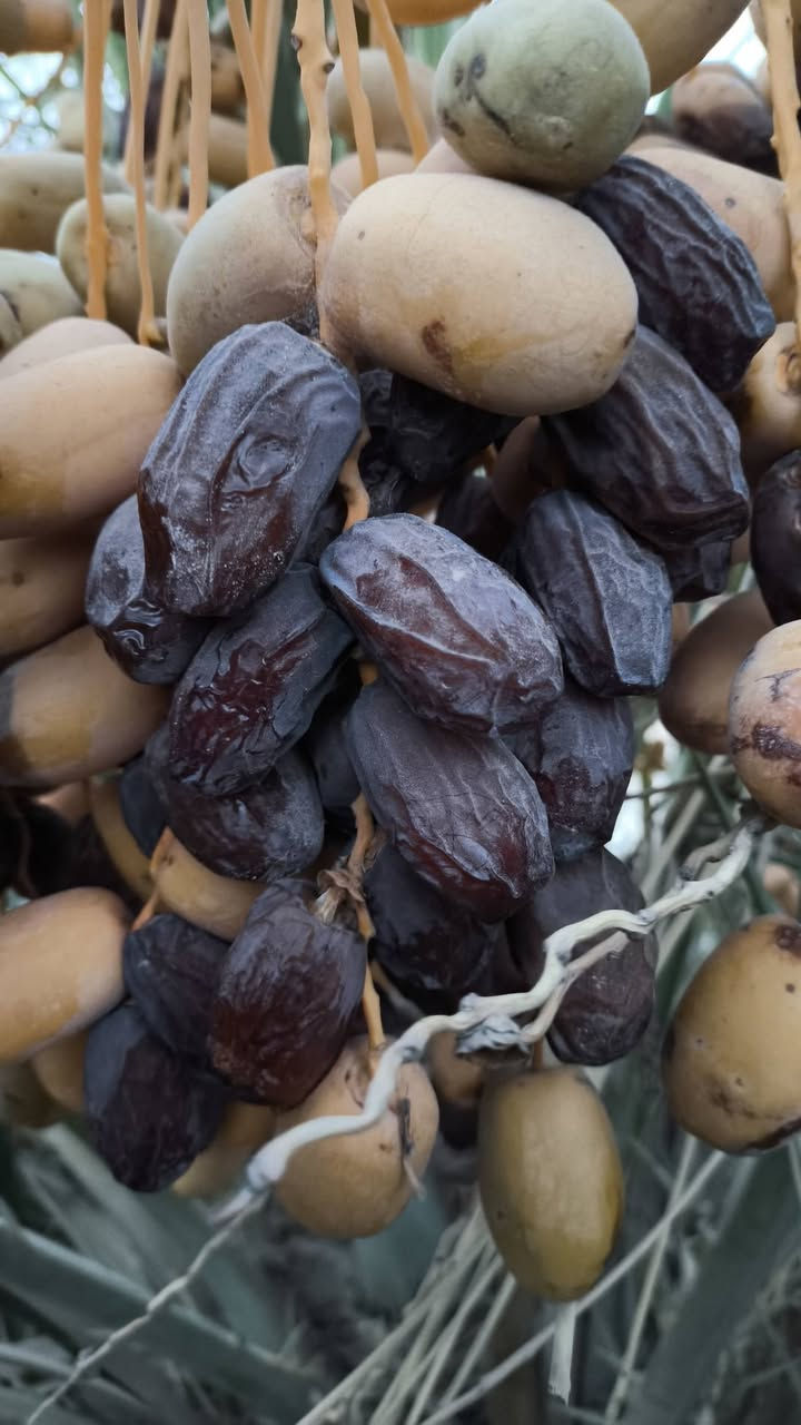 يتوفر فسائل مجهول للبيع في البصره قضاء المدينه منطقة خميسه سعر175
***********
