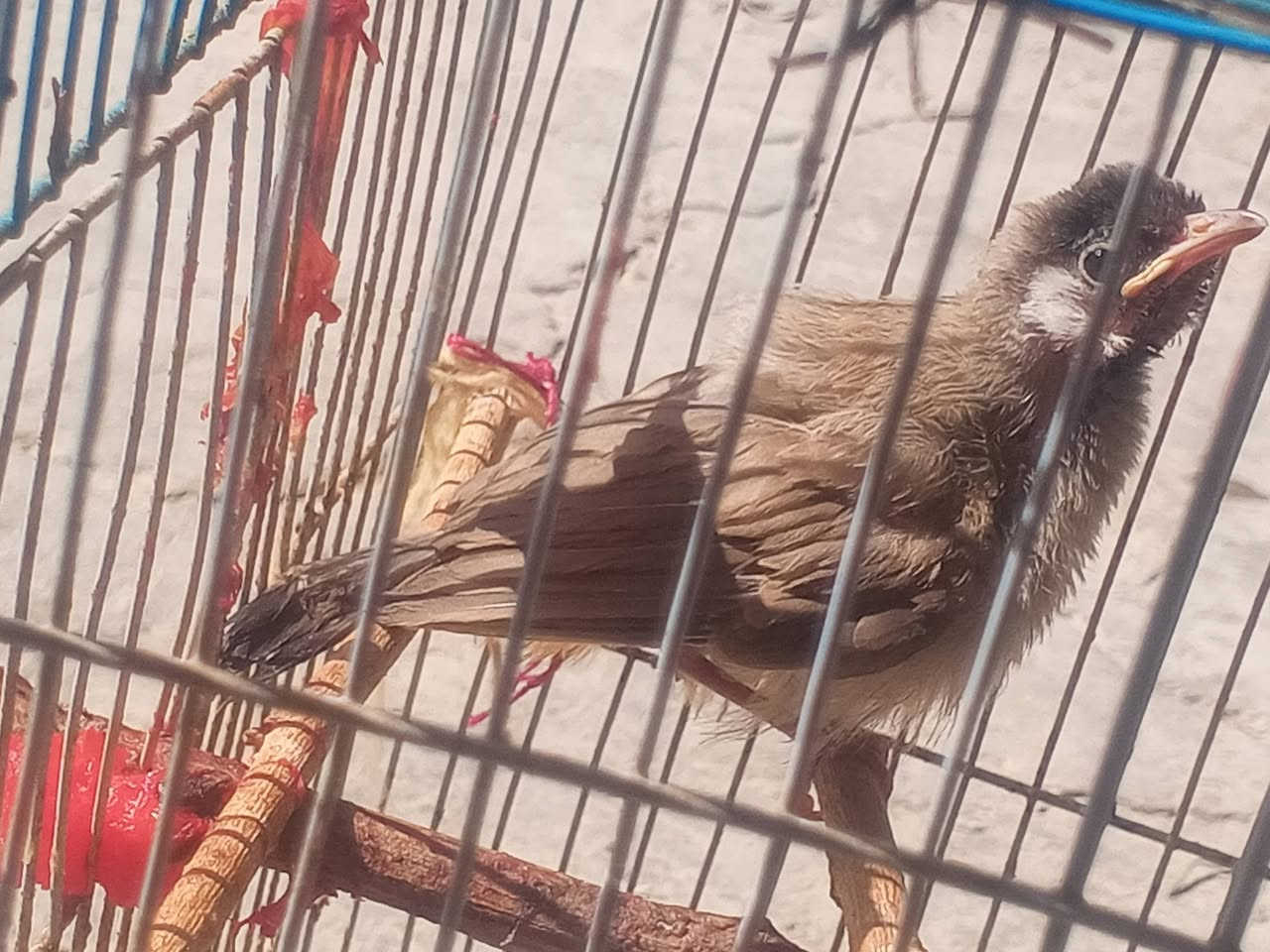 للبيع تك أليف مع بلبله انثى عمره سنه وشهر اليفات سعر 75 قفل هيه زقله


**إذا كنت صاحب هذا الإعلان وتريد حذفه لأي سبب، رجاءا أرسل رسالة إلى الدعم الفني**