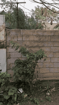 السلام عليكم قطعة أرض للبيع مساحتها 100 متر العنوان جسر ديالى القديم قرب مستشفى ابن الخطيب سند 25
للاستفسار على هذا رقم ***********
