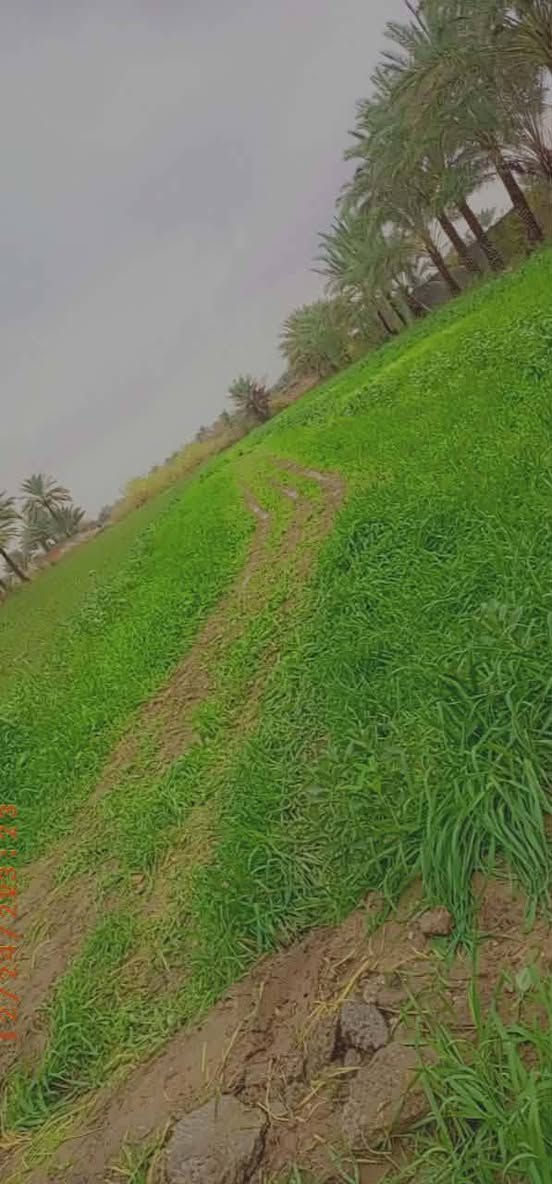 سلام عليكم
يوجد 2 دونم للبيع بستان ملك صرف 
او حسب الطلب يعني تريد دونم 1 هم يرهم 
المكان بعقوبة خلف الصناعيه الثالثة منطقه العثمانية 
الخدمات كامله  ,( تبليط.ماء . كهرباء.مولد سحب ) 
للاتصال ***********......***********
