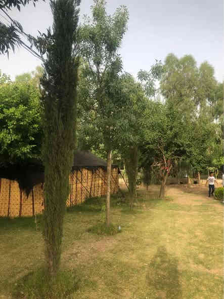 ‎تەنها ۲ هەزار .  !!!!!!!!!!!!!!!!!!!!!!!!!!!!!!!
‎سەرو(سنەوبەر)ی عامودی
‎‏‎نەمامەکان لەکیس دان ئەتوانیت ئیستا بیانچینیت 
‎نەمامی ۸٠ سانتیم تا مەتر و سی سانتیم نرخی ۲ هەزار
‎لە ۸٠ سانتیم بچوکتر 
‎نرخی ۱٥٠٠
‎گەیاندن ھەیە بۆ ھەمو کوردستان  
‎گەر نەمامە کان ھەمان وەسف نەبون ئەتوانیت پێش ئەوەی وەری بگریت بیگەرینیتەوە 
   ***********
   ***********
‎📌 ناونيشانی نەمامگە 
‎ رانيە—گوندی كانيماران رانية
