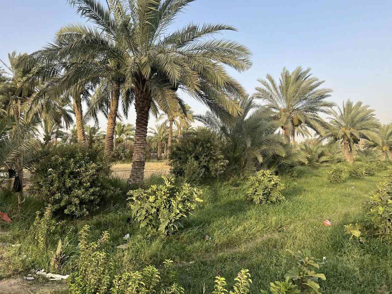 سلام عليكم ارض طابو زراعي للبيع المساحه 5 دونم للبيع 
العنوان ام نعجه 256طريق كربلاء - نجف        
التفاصيل بيه بيت جديد +حقل ابقار + برج انترنيت + كافة الخدمات.      ‭0783 885 1910‬
