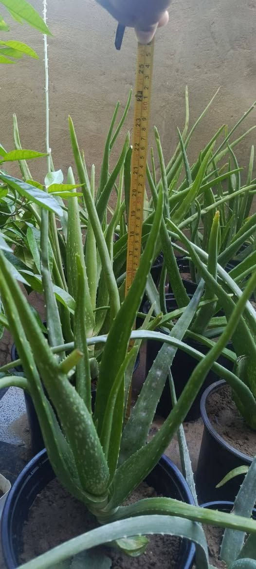 بسم الله
متاح تواصل اتصال على الرقم 
***********
