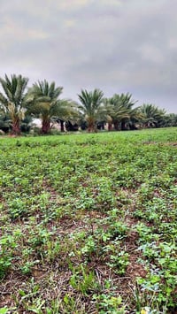 دونم كامل • دونم و٣٠٠م • واجهة نهر