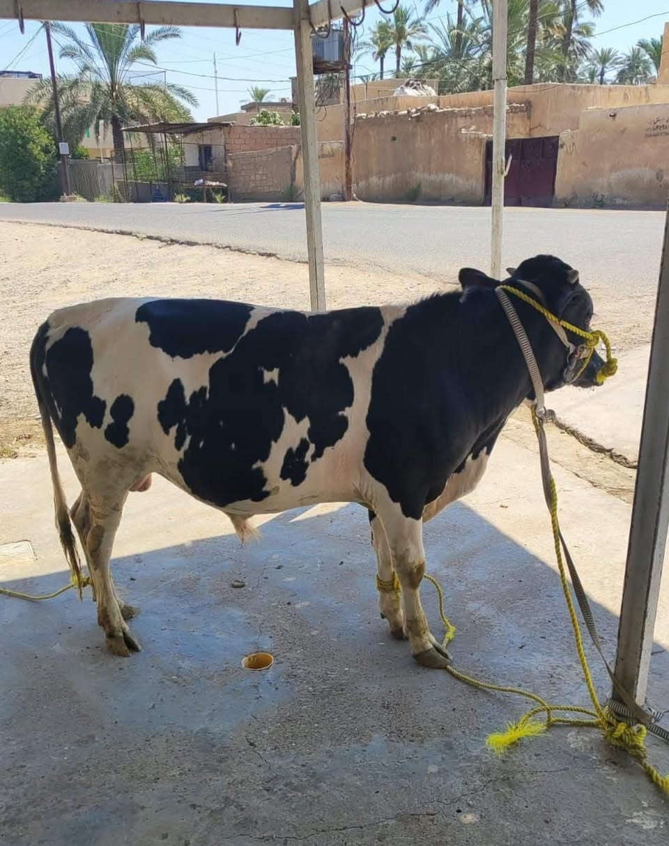السلام عليكم  موجود عجل عراقي واسترالي واكو لحم سعر الكيلو ٩٠٠٠ الاف شرح  ٨٠٠٠ الاف شرح وعظم والذبح كدامك واذا مو كدامك لا تاخذ  مكانه بالتاجي واكو توصيل الكل المحافظات 
حجي احمد البهادلي.  ‭***********‬
حجي عقيل البهادلي.  ‭***********‬
