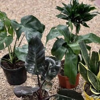 نباتات هولندية • درسينيا كومبكتا • جلد النمر