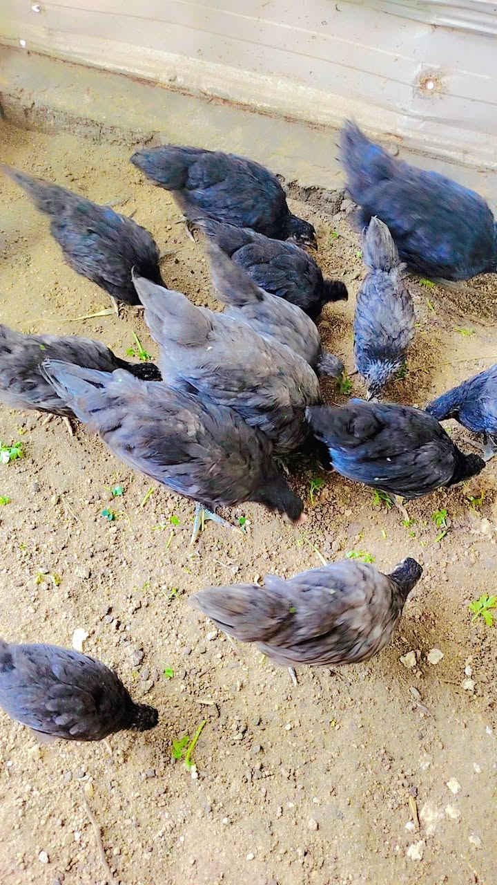 دجاجات زينة اللبيع سعر زوج ٣٥ وذا شلع بيهن مجال قليل شراي فقط خاص


**إذا كنت صاحب هذا الإعلان وتريد حذفه لأي سبب، رجاءا أرسل رسالة إلى الدعم الفني**