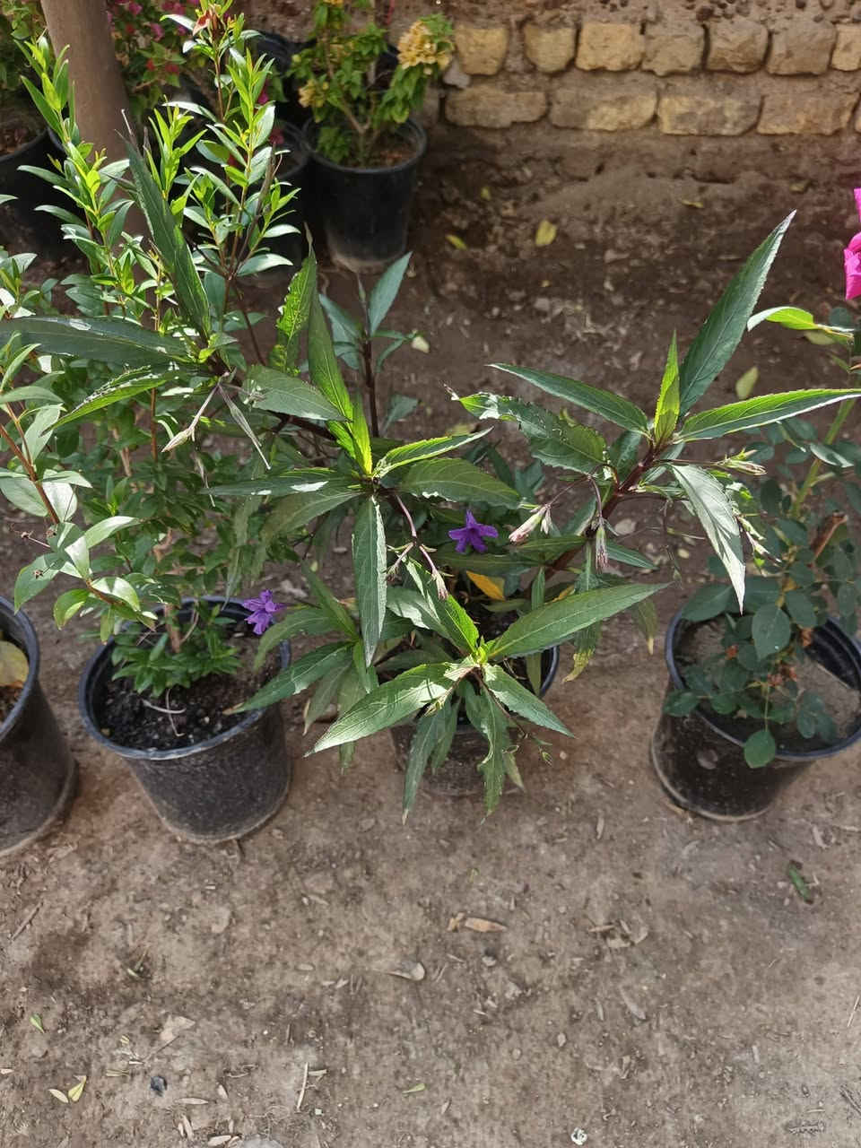 عرض رمضاني 
٧ نباتات دائميه 
متسلق جهنمي ١
جهنمي شجيري ١
جوري عطري ١ 
ياس ١
بتونيا ١ 
دمعه طفل ١ 
جيرانيوم ١
هذا العرض ب٢٥ الف 
متوفر توصيل داخل المسيب الفين وخارج المسيب ٣


**إذا كنت صاحب هذا الإعلان وتريد حذفه لأي سبب، رجاءا أرسل رسالة إلى الدعم الفني**